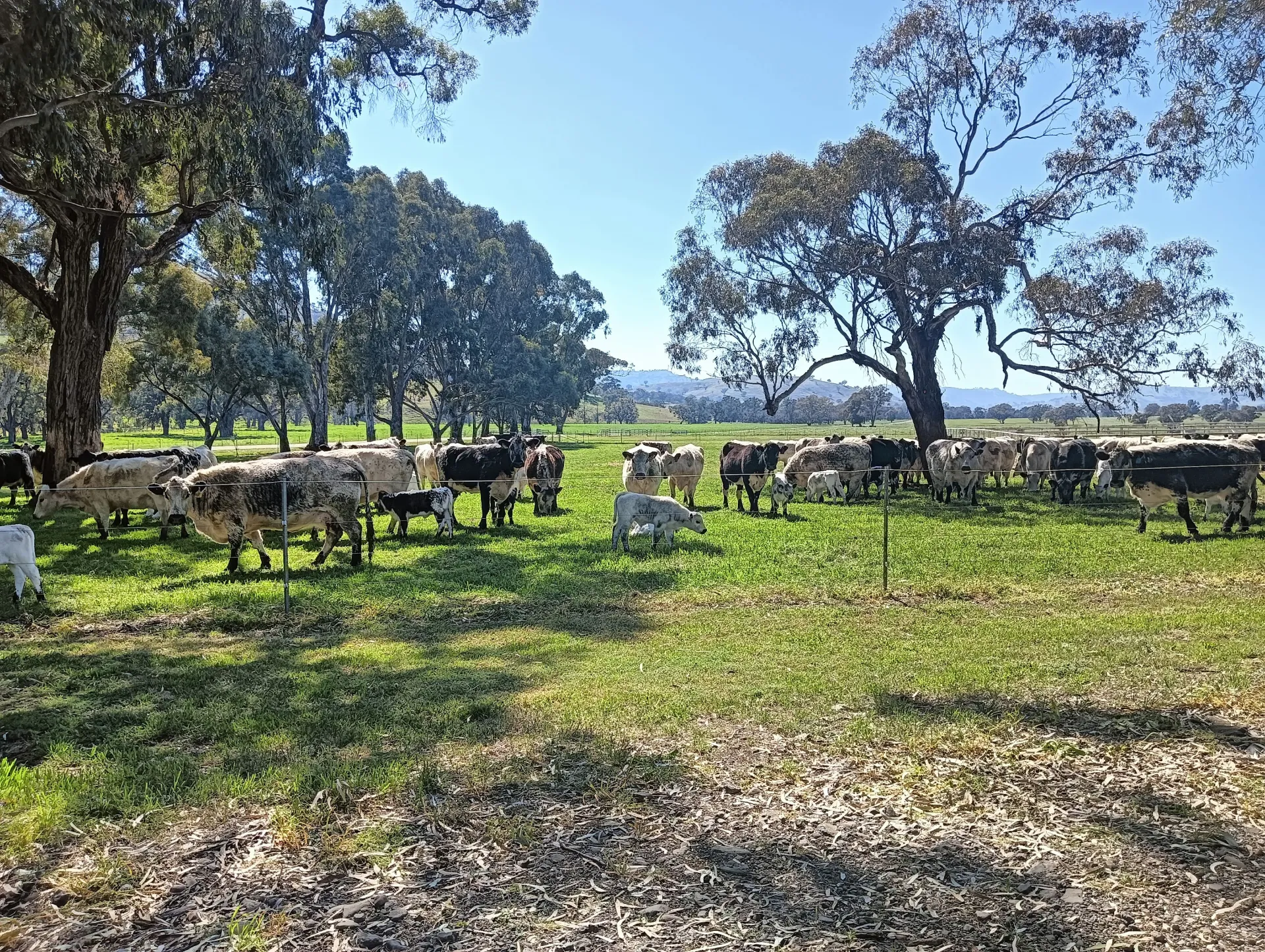 Southwest Premium Beef Farm