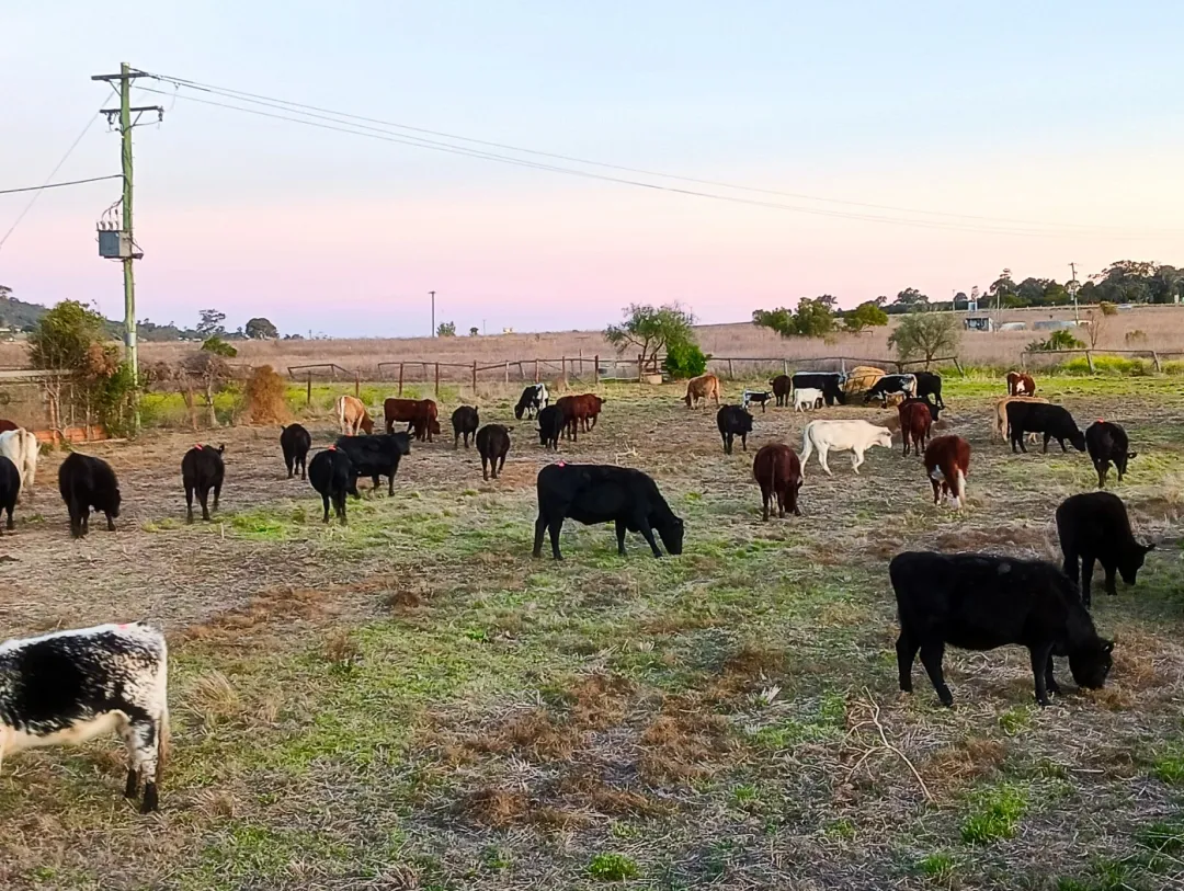 Speckle park herd on Southwest Premium Beef Farm