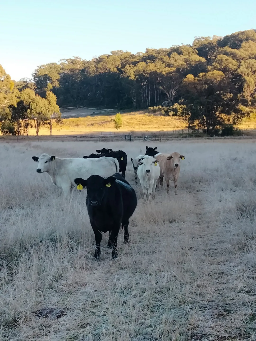 Speckle park cattle on Southwest Premium Beef Farm