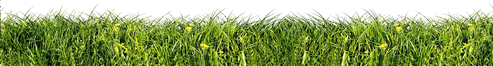 Grass