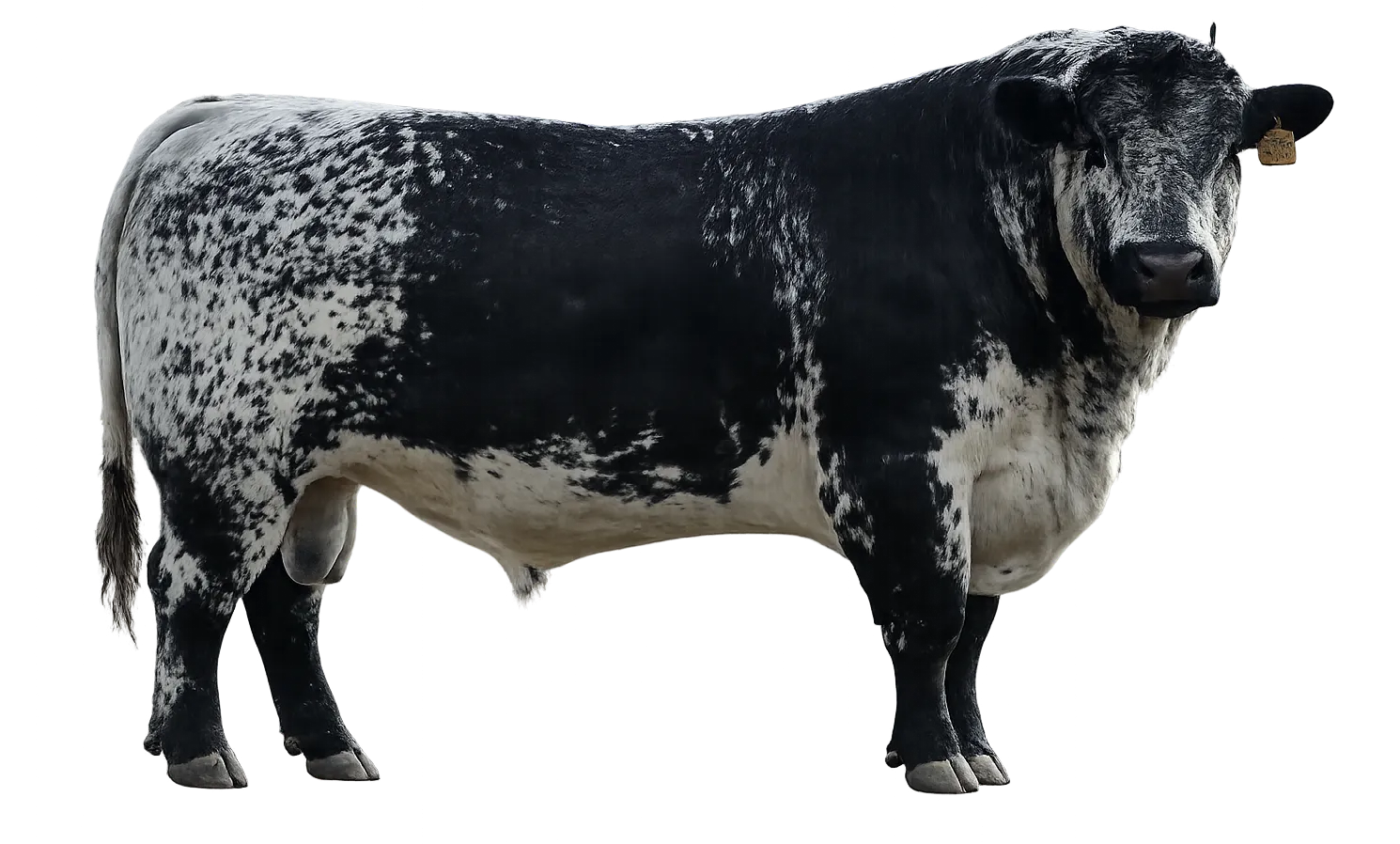 Speckle Park Cattle